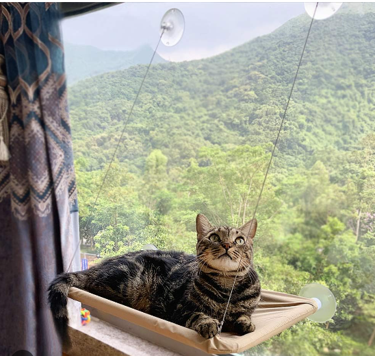 CAT WINDOW PERCH